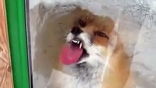 Fox_licking_window