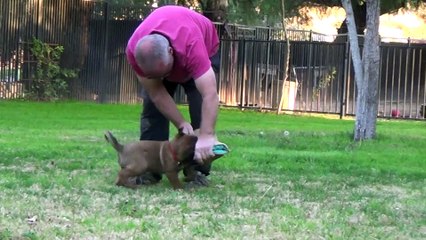 Hari x Ipsy puppies at 7 weeks