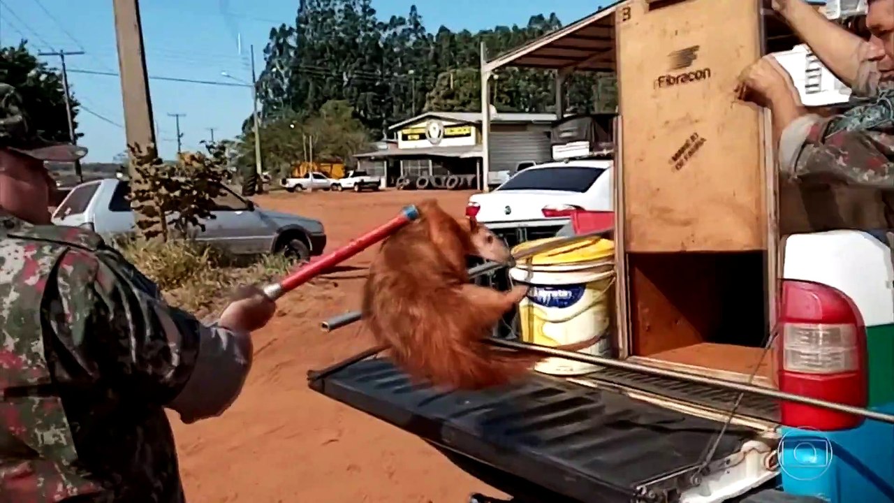 Habitantes de Mato Grosso do Sul han recibido cada vez más visitas de animales silvestres