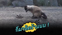 โคตรโหด ! แมวไทย ดวลเดี่ยวกับงู ข้ามี 4 เท้า เอ็งไม่มีสักเท้า แล้วจะกลัวทำไม ?