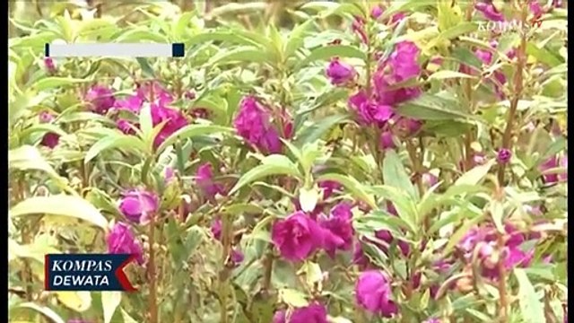 Masa Pandemi, Petani Bunga Merugi Tidak Ada Pesanan Dari Hotel