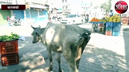 करोड़ो खर्च होने के बावजूद, सड़को पर बीमार दिख रही गाये