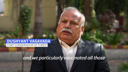 India's endangered lion prides conquer disease to roam free