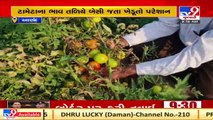 Anand_ Tomato farmers troubled over getting unfair prices _ TV9News