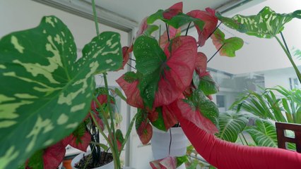 CALADIUM RED BERET, KELADI BARET MERAH