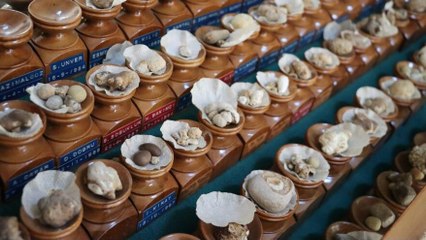 Hayrete düşüren koleksiyon! Kimisi 22 santim, kimisi 650 gram…