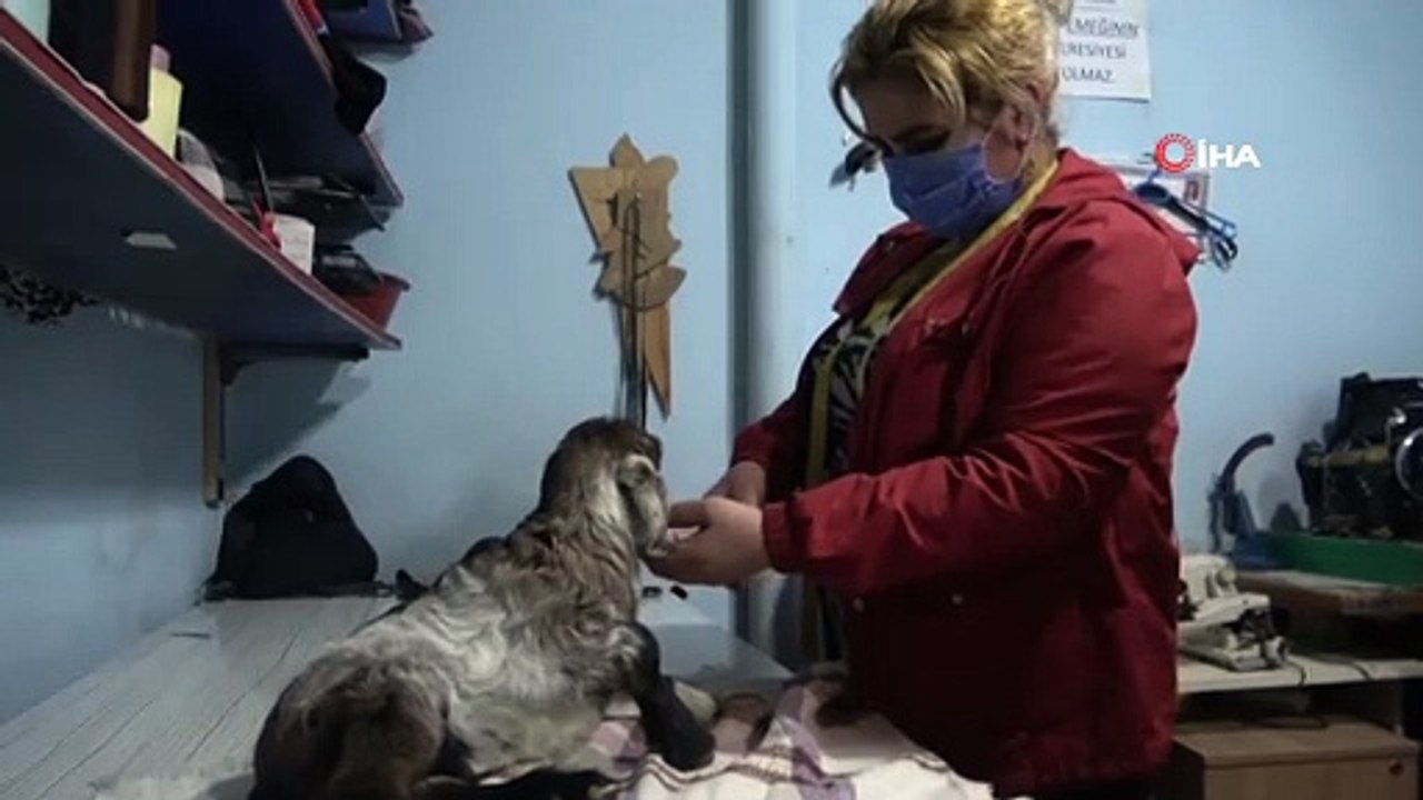 Battaniyeye Sardığı 3 Günlük Oğlağı Kucağında Veterinere Getirdi