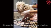 Rescue the poor dog that was abandoned with scabies and its tail full of maggots