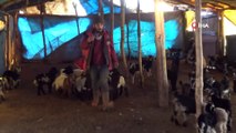 Anneleri Telef Olan Kuzular Biberonla Besleniyor
