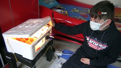 11 yaşındaki Yusuf kendi yaptığı kuluçkayla civciv üretiyor