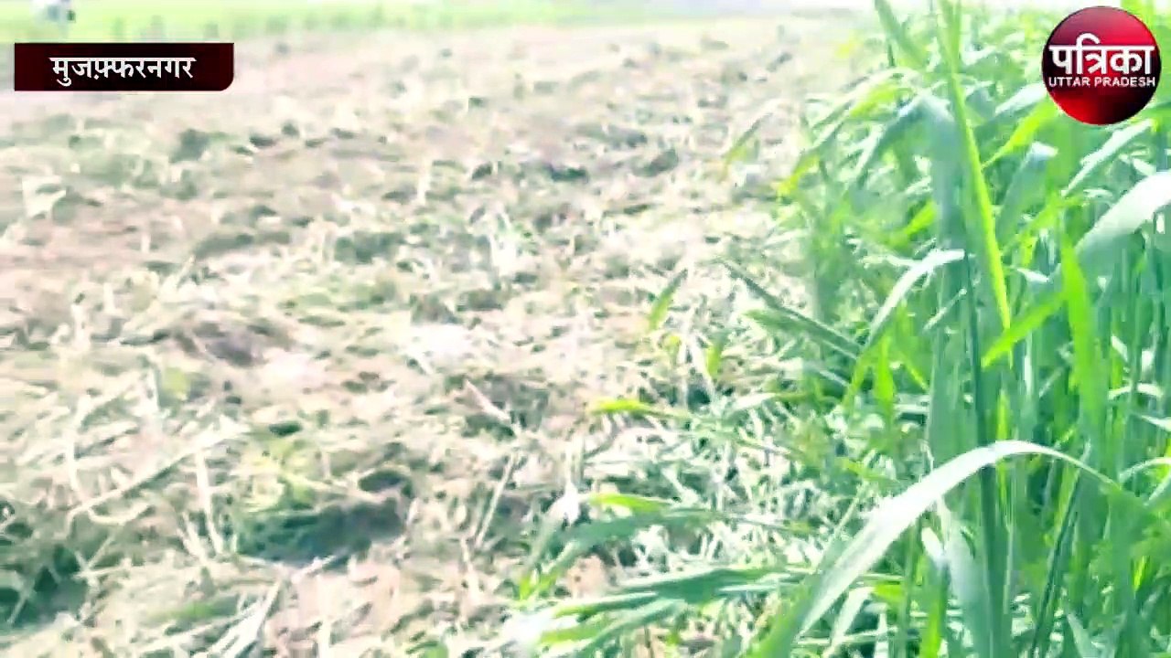 किसान ने चलाया अपनी खड़ी फसल पर ट्रैक्टर