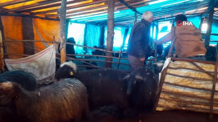 Artvin’de karda mahsur kalan çobanlar ve sürüleri kurtarıldı