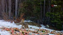 Uludağ’da kış aylarında ayıların karpuz keyfi