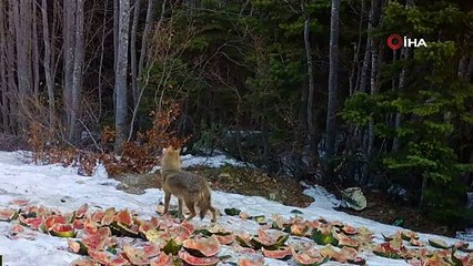 Uludağ’da kış aylarında ayıların karpuz keyfi