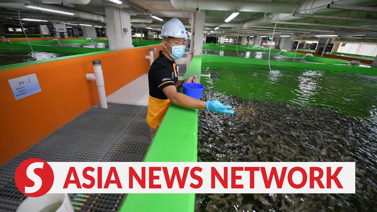 The Straits Times | Tallest fish farm in Singapore to produce 2,700 tonnes of fish a year by 2023