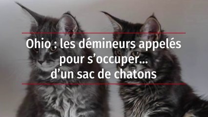 Ohio : les démineurs appelés pour s’occuper… d’un sac de chatons