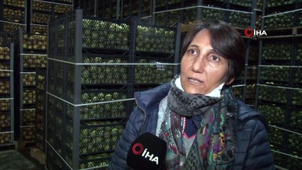Coğrafi işaretli tonlarca karyağdı armudu alıcı bekliyor