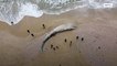 Dead whale calf washes up on Israeli beach