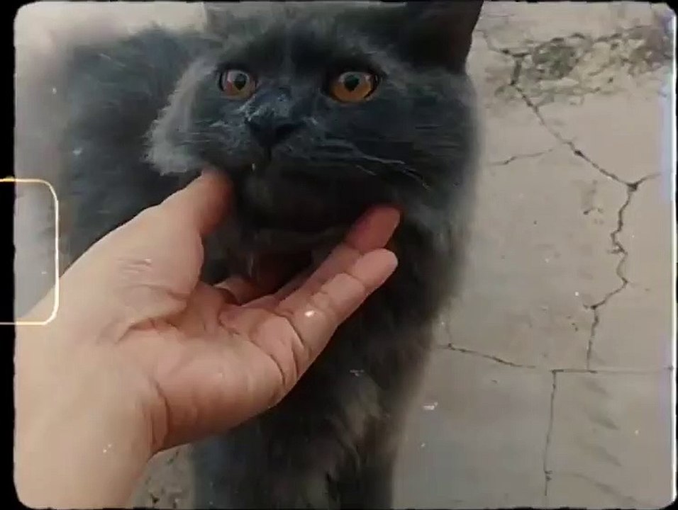 Loki