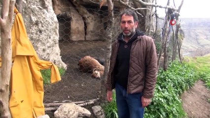 Şırnak’ta keçi sürüsüne kurt saldırdı: 25 hayvan telef oldu, 15'i yaralandı