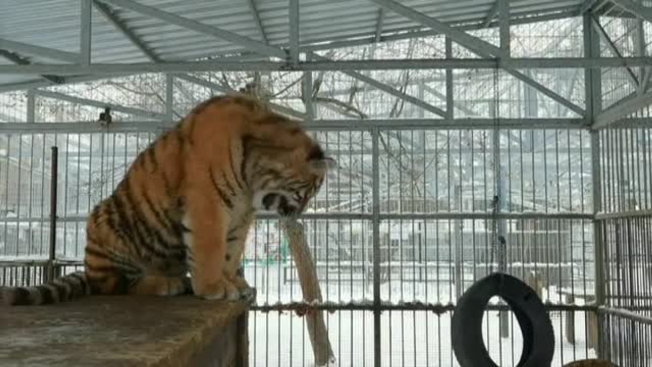 El "canto" de un tigre de 8 meses en un zoo de...