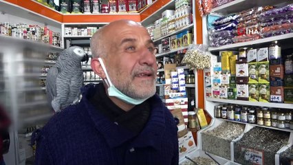 Papağan Paşa, 500 kelime konuşuyor ve dua okuyor