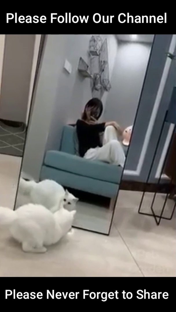 Cute Pets And Funny Animals Compilation