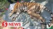 Perhilitan captures injured tiger