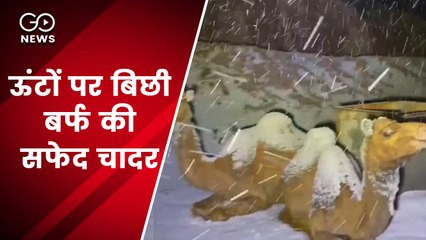 सऊदी अरब के रेगिस्तान में भीषण बर्फबारी, ऊंटों पर बिछी बर्फ की सफेद चादर, टूटा पचास साल का रिकॉर्ड