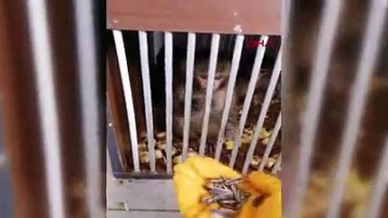 Ülkeye kaçak sokulmak istenen 4 örümcek maymunu, korumaya alındı