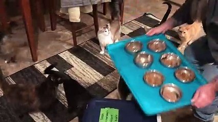 Un homme nourrit des chats disciplinés