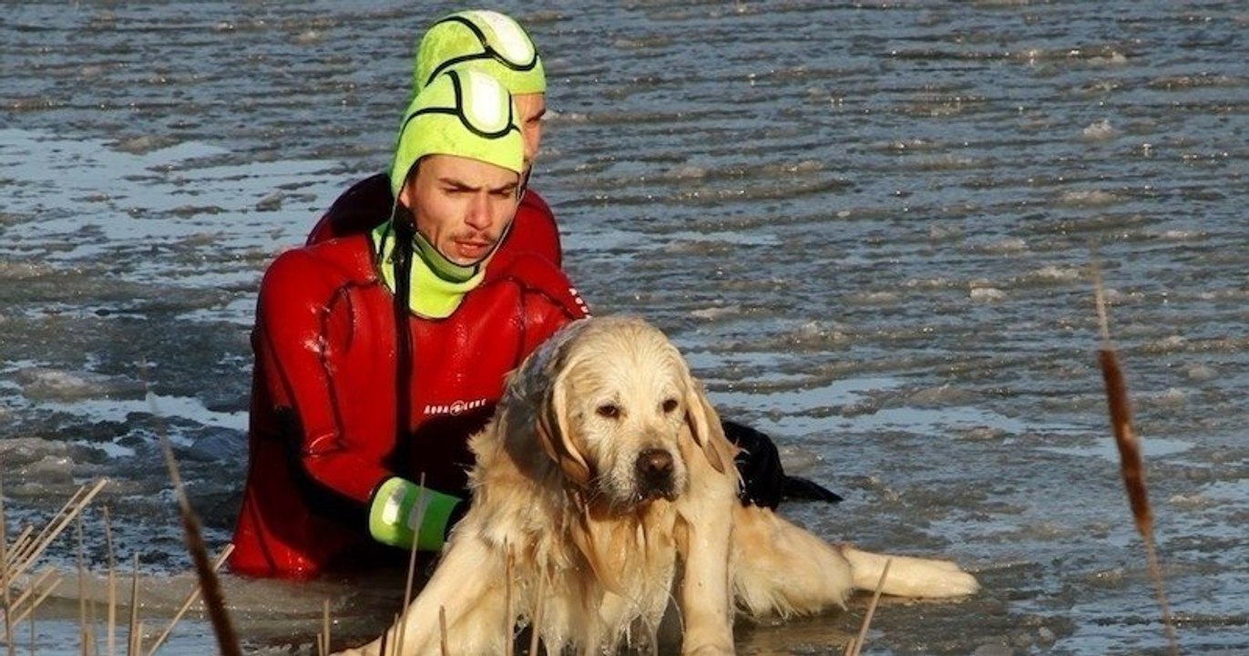 Lorraine : des pompiers sauvent un chien piégé...