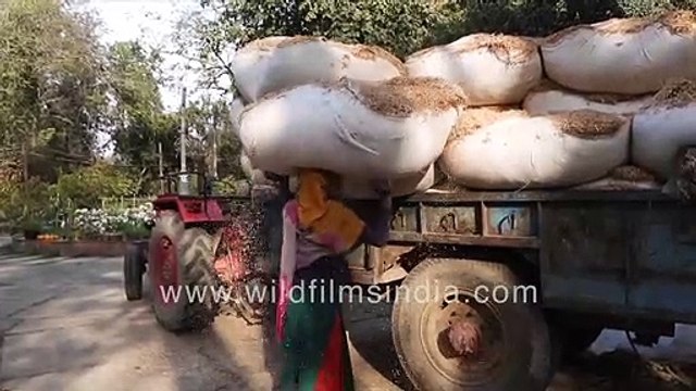 Cattle fodder storage in bulk __ Chopped dry hay as cattle feed