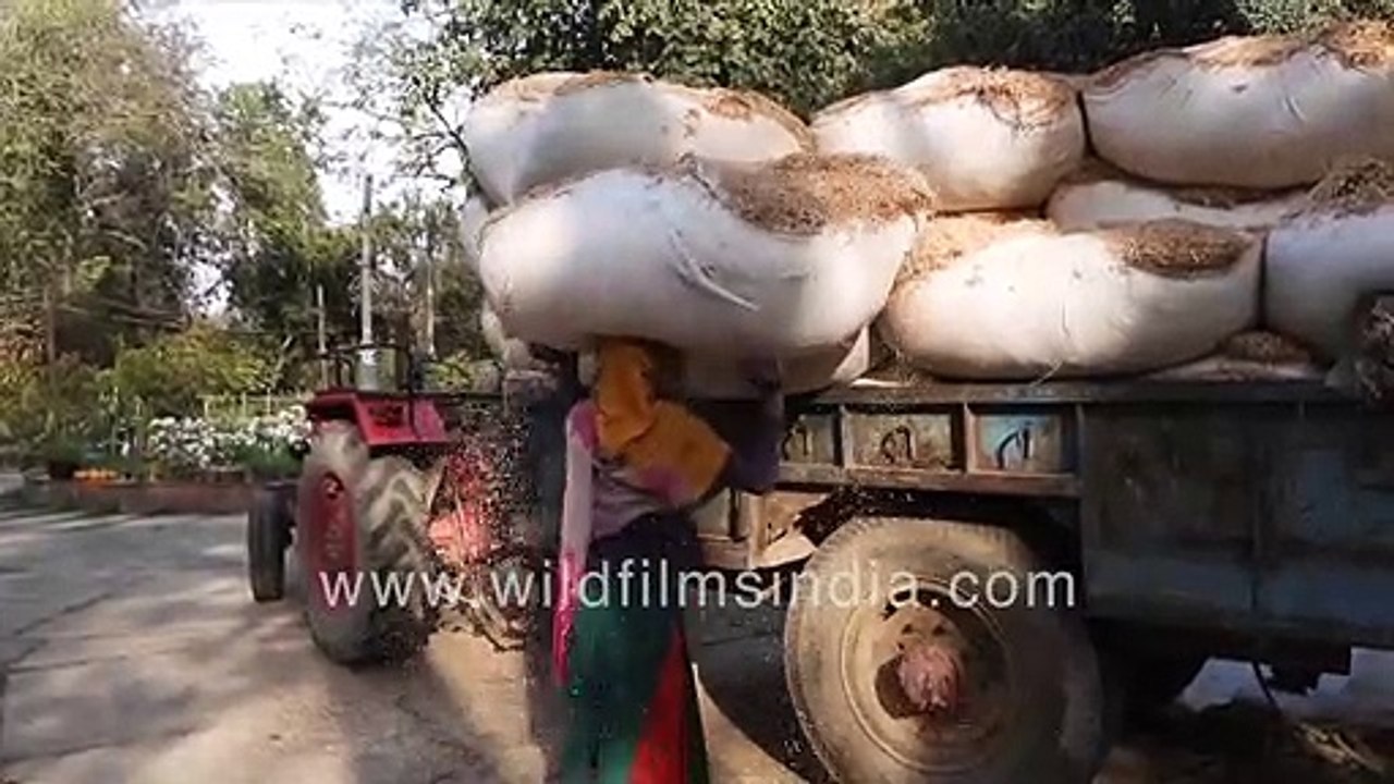 Cattle fodder storage in bulk __ Chopped dry hay as cattle feed