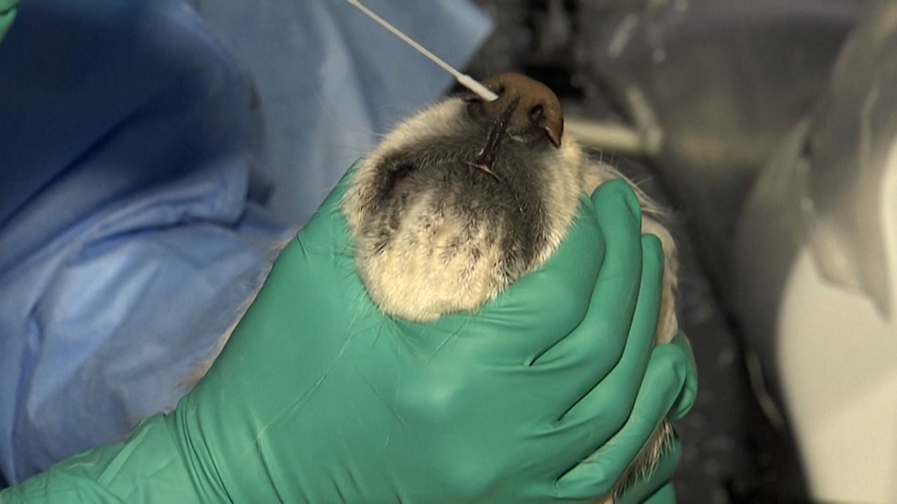 Seoul führt Covid-Tests für Haustiere ein