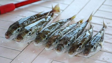 Akdeniz’de büyük tehlike: Siyanürden 1200 kat daha zehirli