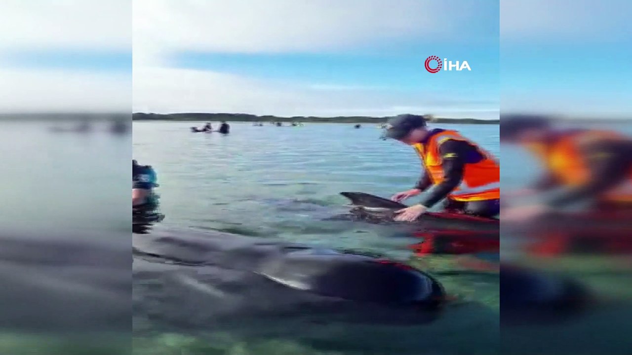 - Yeni Zelanda’da 49 pilot balina karaya vurdu,...