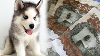 ¡Cuidado!, advierten sobre estafas en compra de perros de raza en Bogotá