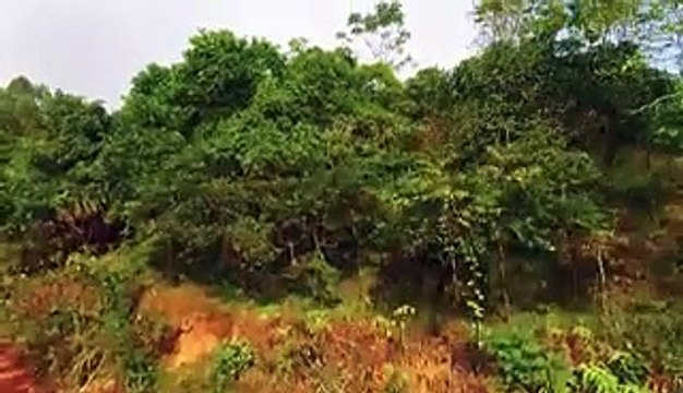 Sơn mài is a costly form of lacquer painting in Vietnam. Here's what makes these paintings so expensive