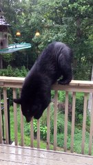 Bear Balances on Railing to Raid Bird Feeder