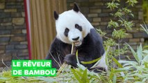 Loin de chez soi : le rêveur de bambou