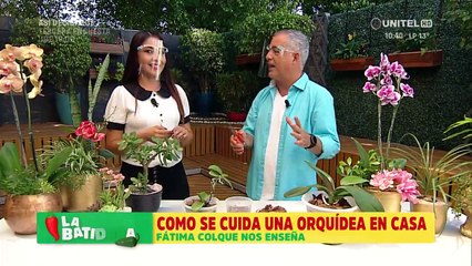 Paso a paso cómo cuidar una orquídea desde casa