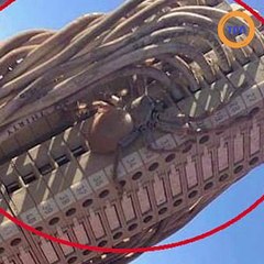 Une araignée géante enceinte est découverte dans la rue en Australie