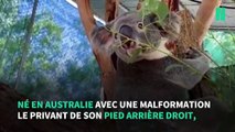 Né avec une patte en moins, ce koala est le premier au monde à recevoir une prothèse