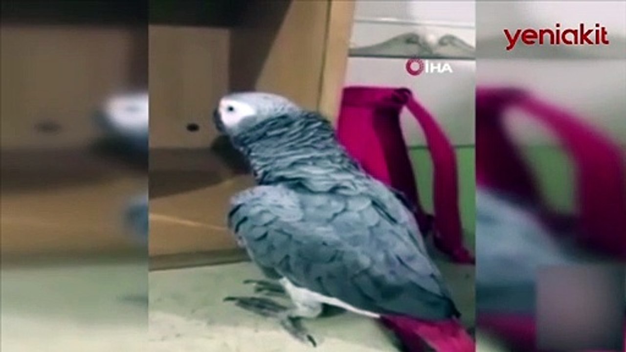 İhlas Suresi'ni okuyan papağan görenleri hayrete düşürüyor