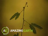 Amazing Earth: Health benefits ng Makahiya, alamin!