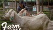 Farm To Table: Chef JR Royol spends a day in a Philippine Livestock Farm!