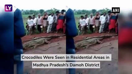 Crocodiles Were Seen in Residential Areas in Madhya Pradeshs Damoh District