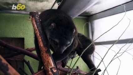 A Baby Bear Cuscus Born at Polish Zoo Causes Celebration for Rare Marsupial Species!