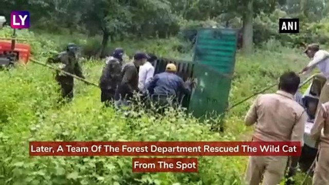 Trapped Leopard Rescued By The Forest Department From Uttar Pradeshs Pilibhit Tiger Reserve